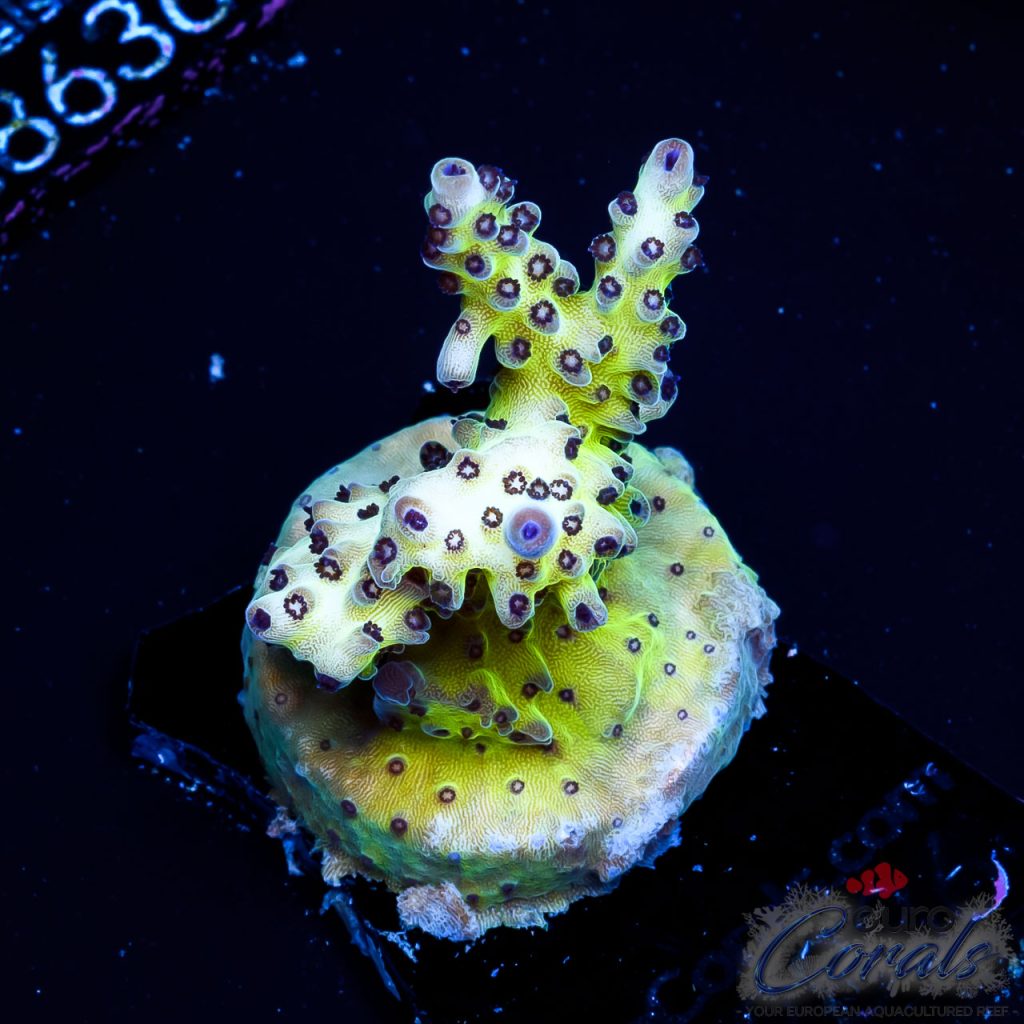 EC Rainbow PearlBerry Acro
