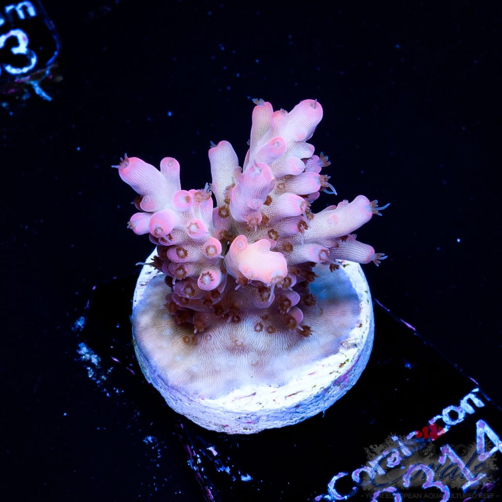 EC Cream City Pinky Acro