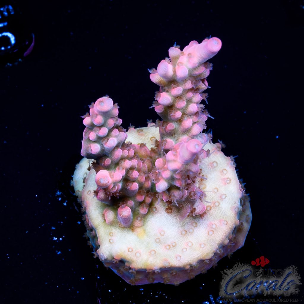 EC Cream City Pinky Acro