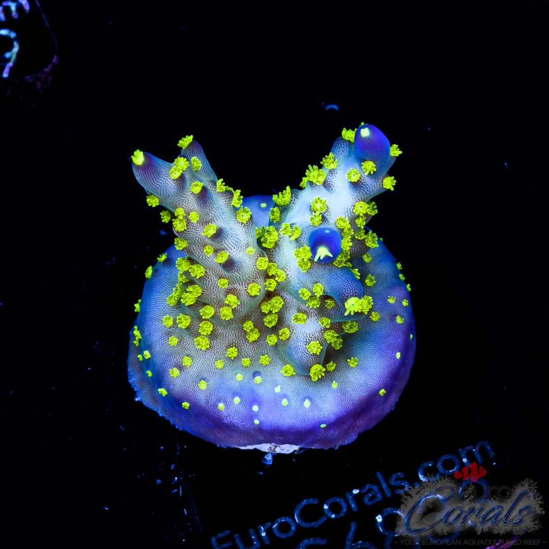 EC Blueberry Fields Acro Euro Corals