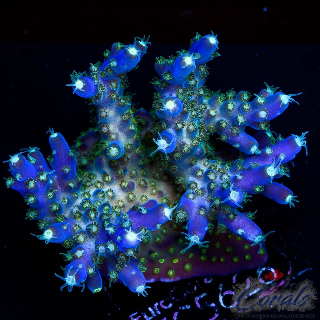 EC Nebula Super Blue Yellow Polyps Acro