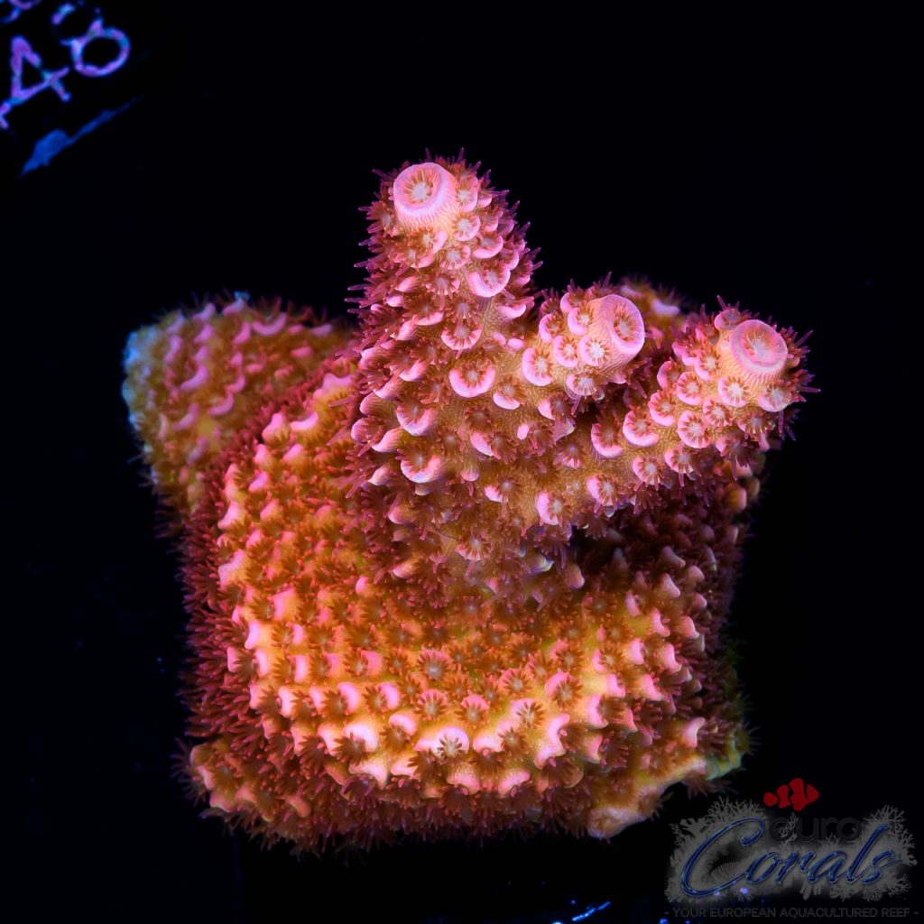 EC Red Marmol Mille