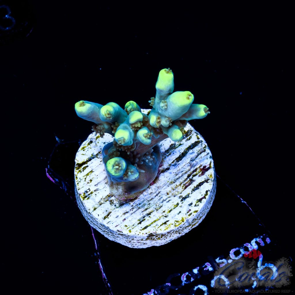 EC Blue Firefly Acro