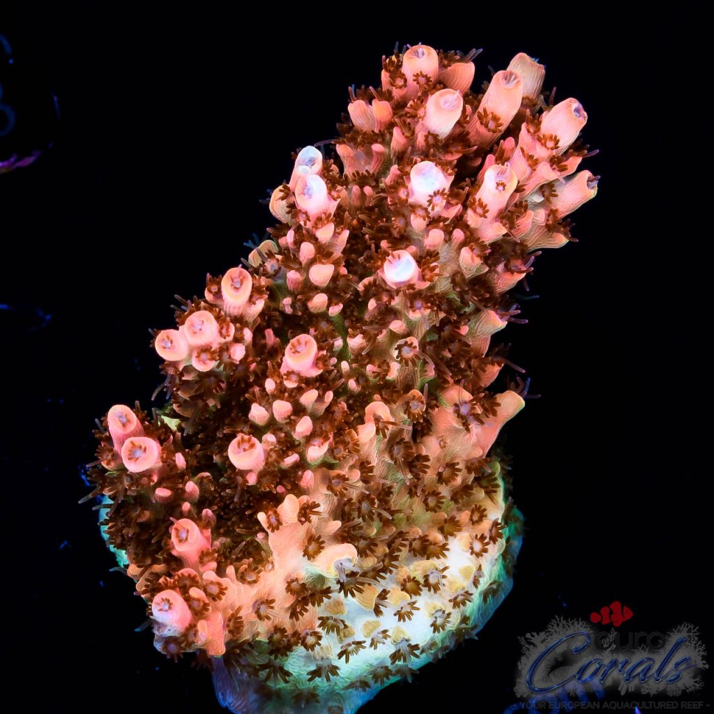 EC Ragnarok Orange Table Acro