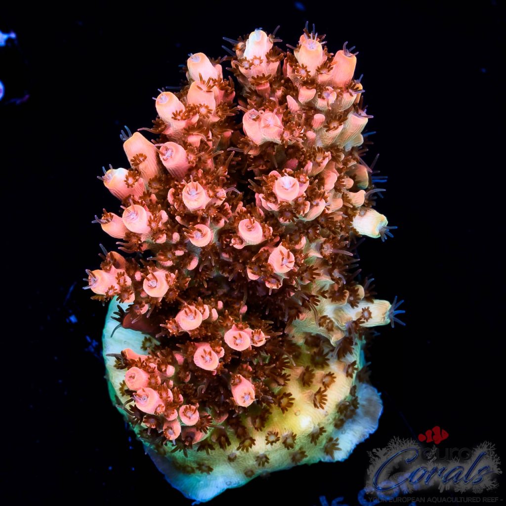 EC Ragnarok Orange Table Acro