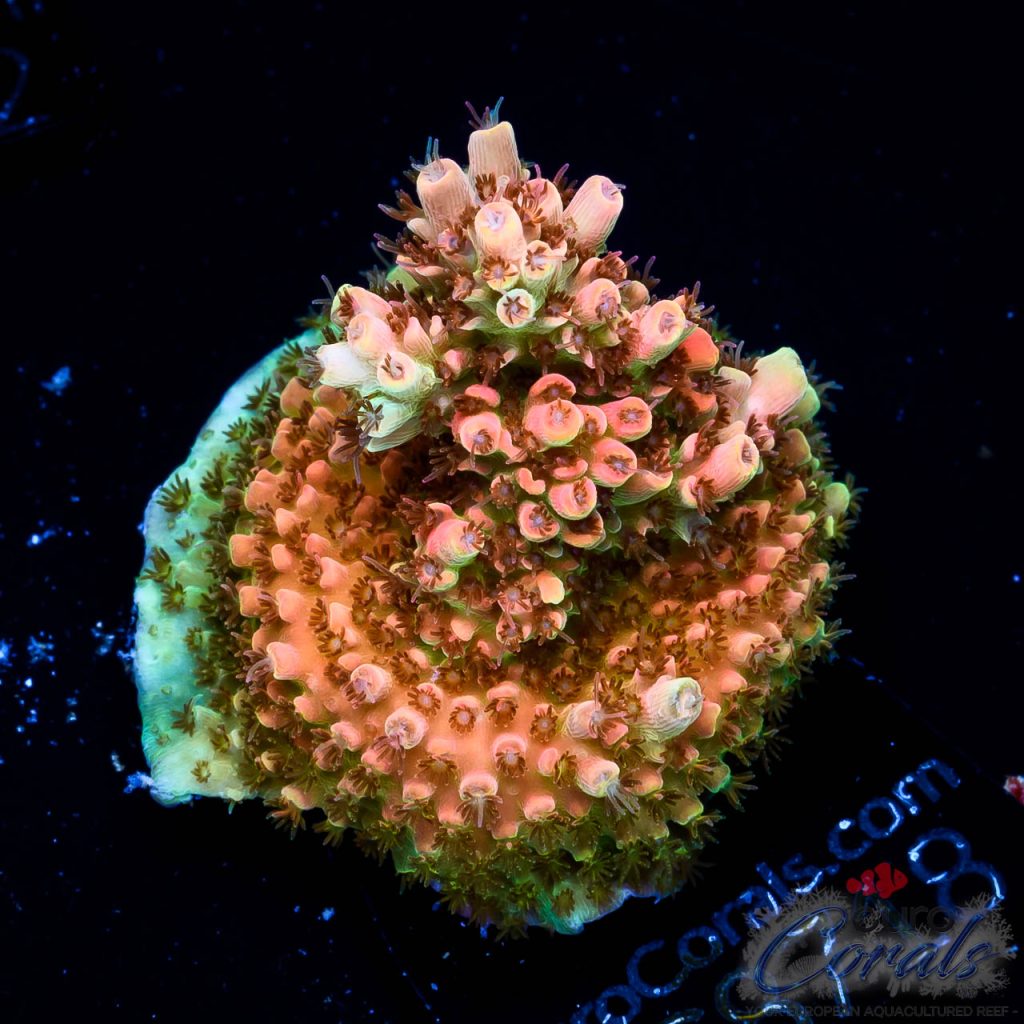 EC Ragnarok Orange Table Acro
