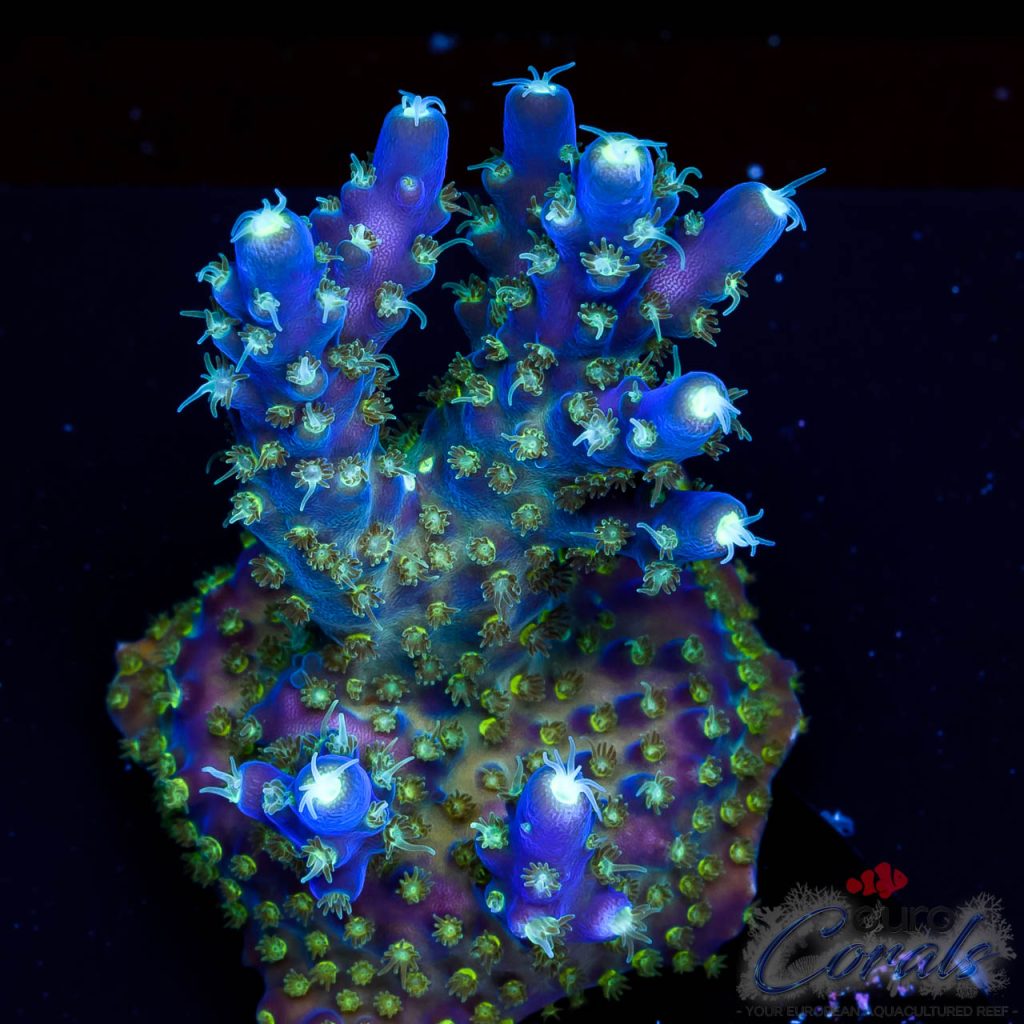 EC Nebula Super Blue Yellow Polyps Acro