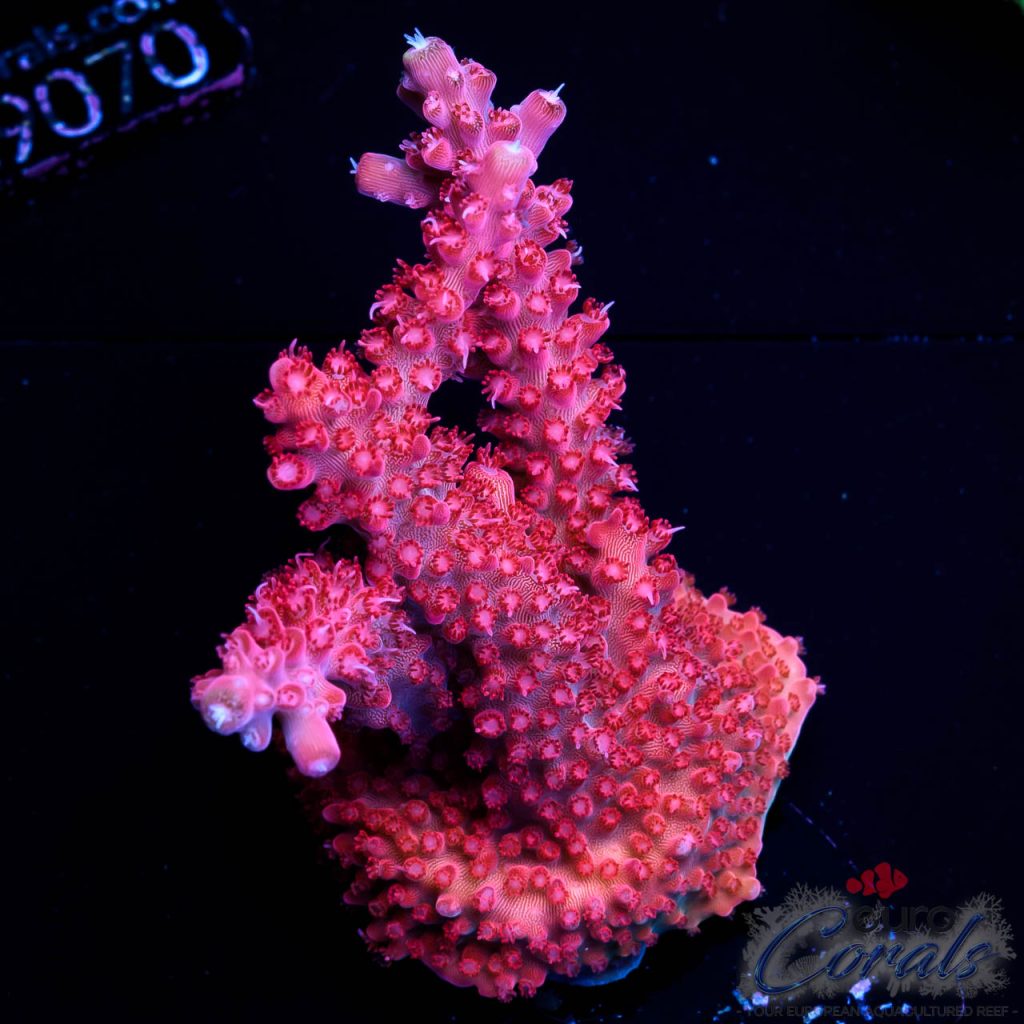 EC Red Diablo Acro
