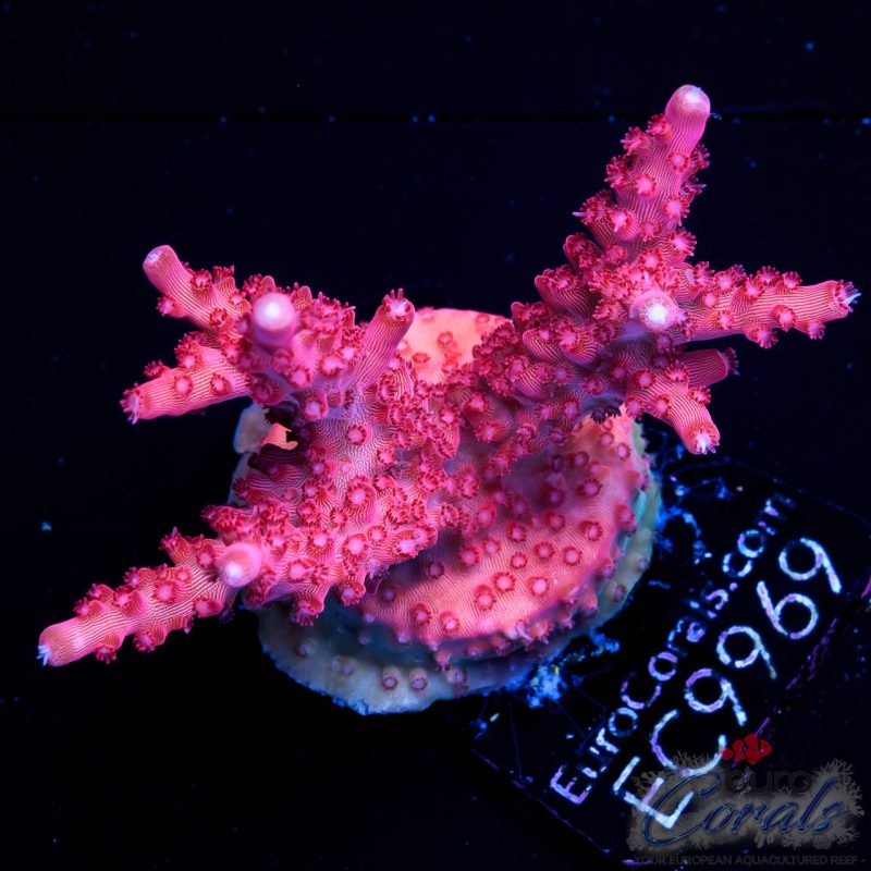 EC Red Diablo Acro