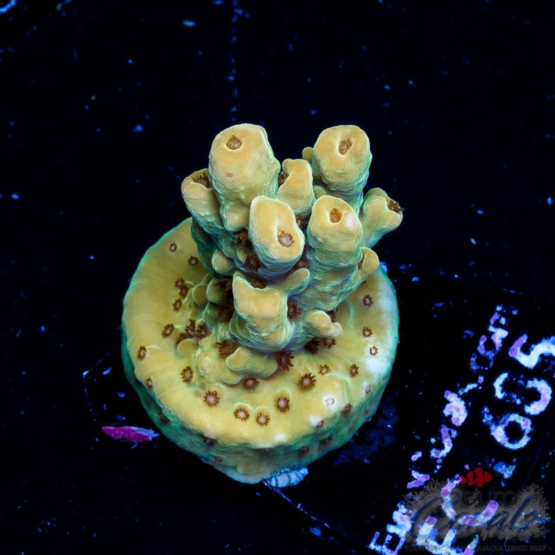 EC Blue Angel Acro
