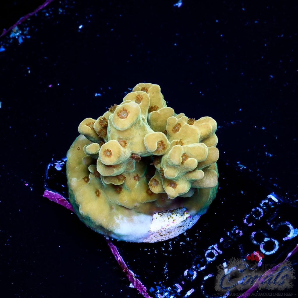 EC Blue Angel Acro