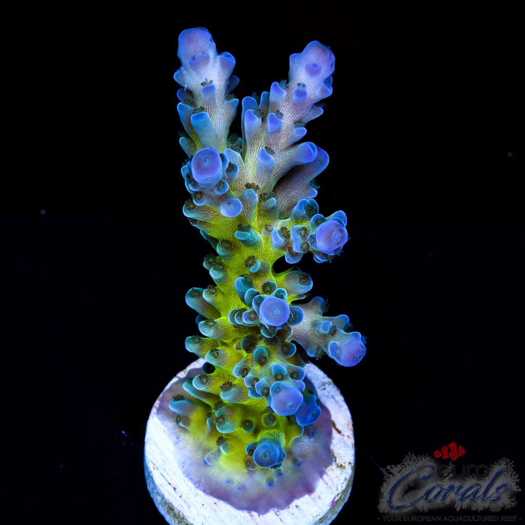 EC Electric Miyagi Tort Acro