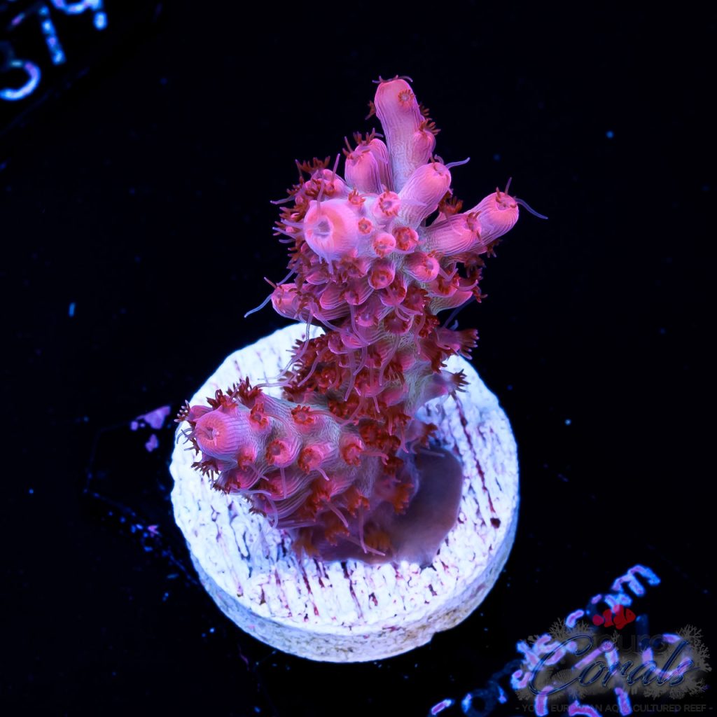 EC Hello Kitty red polyps Acro