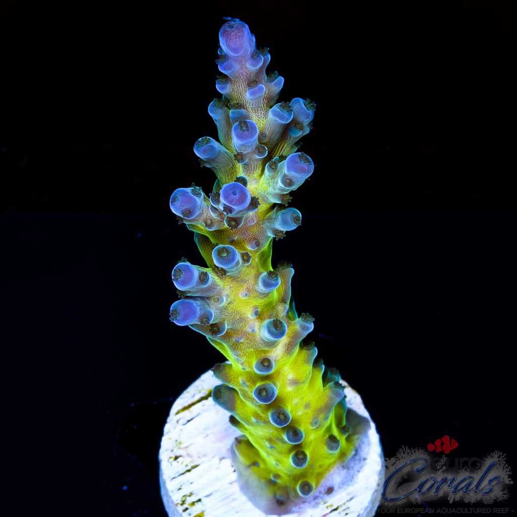 EC Electric Miyagi Tort Acro