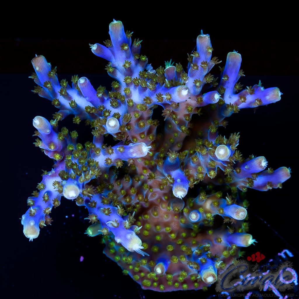 EC Intergalactic Acro