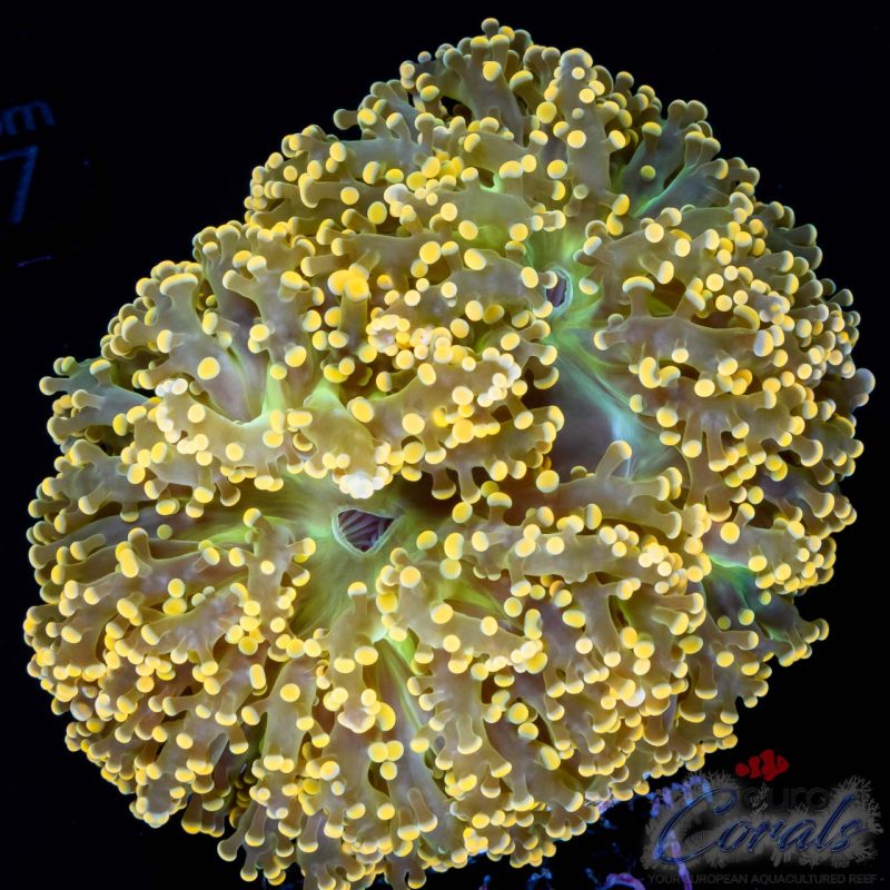 EC Golden Frog Euphyllia
