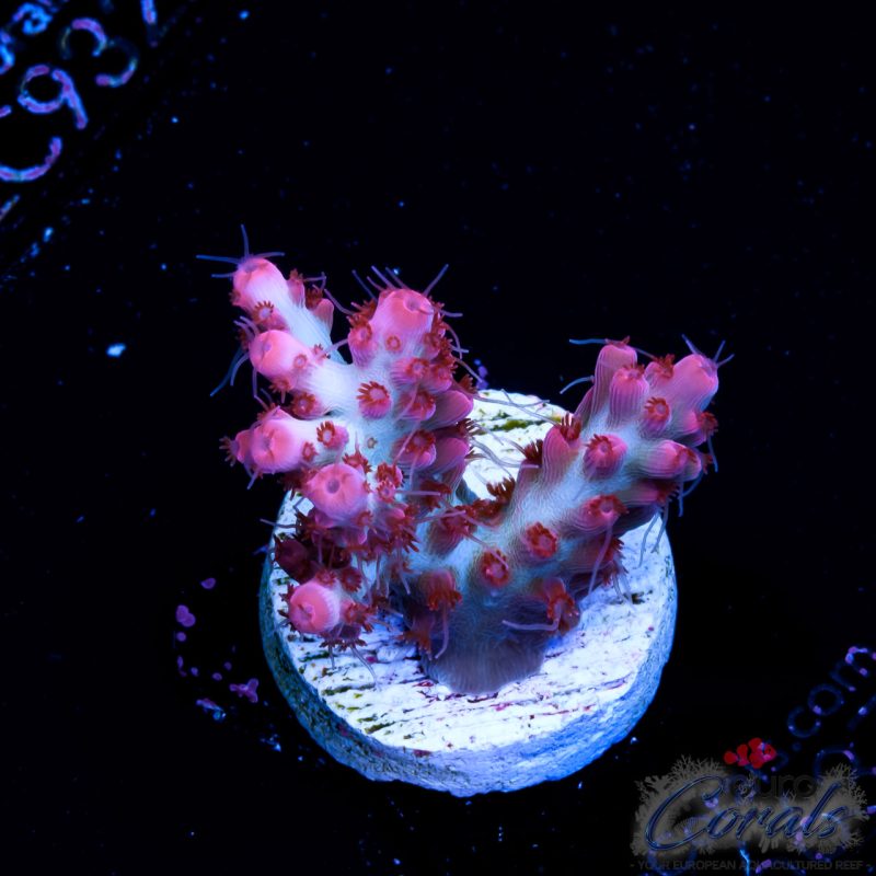EC Hello Kitty red polyps Acro