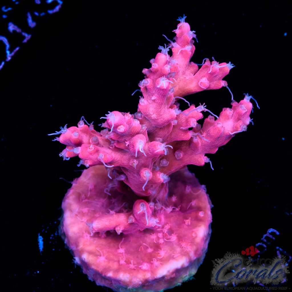 EC Pinky The Bear Acro EX