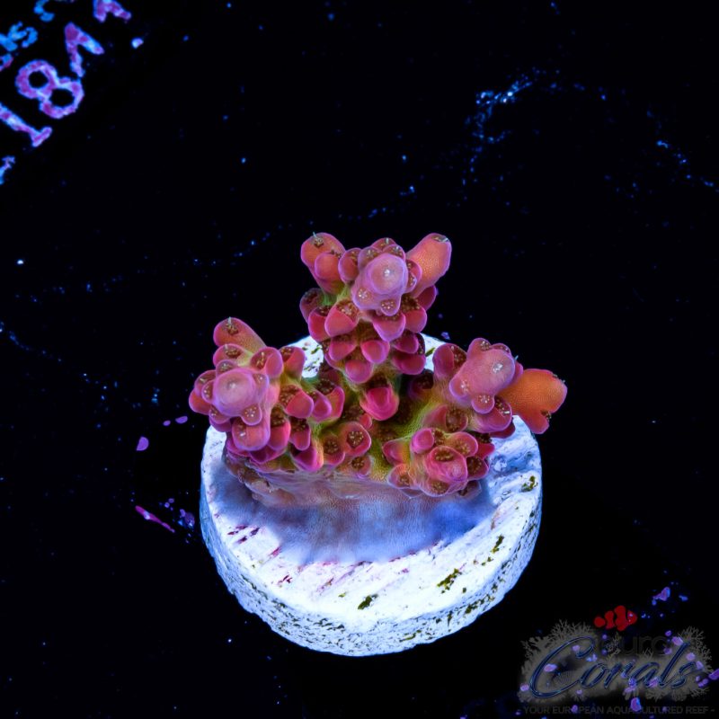 EC Freaky Rainbow Acro