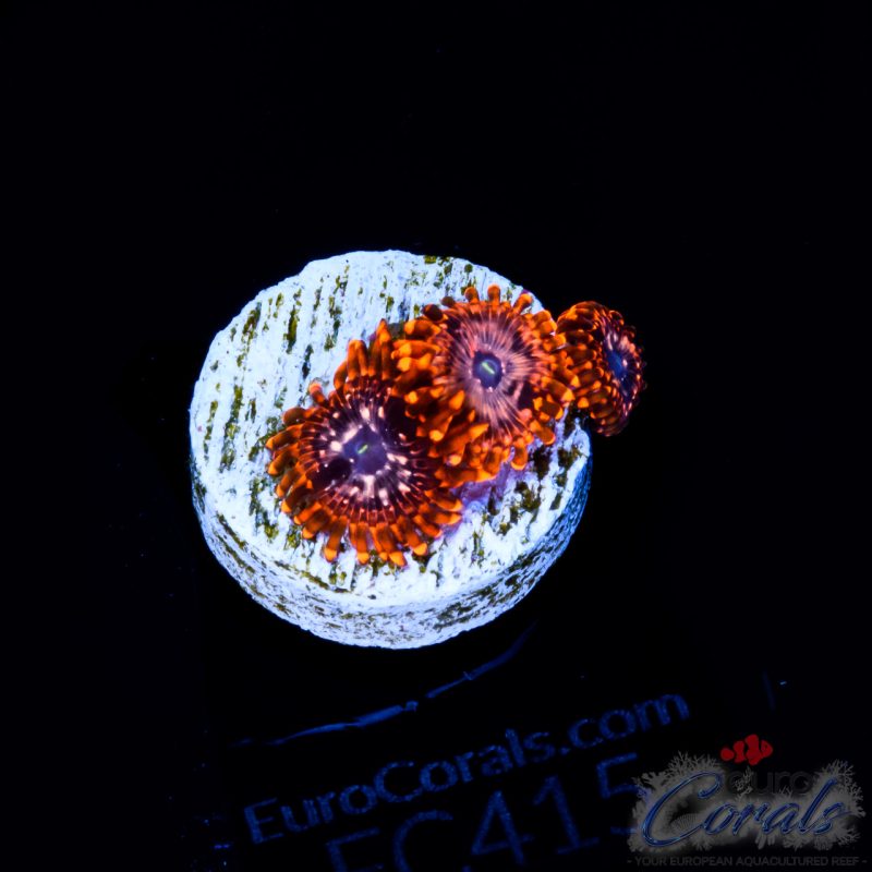 EC Utter Chaos Zoa