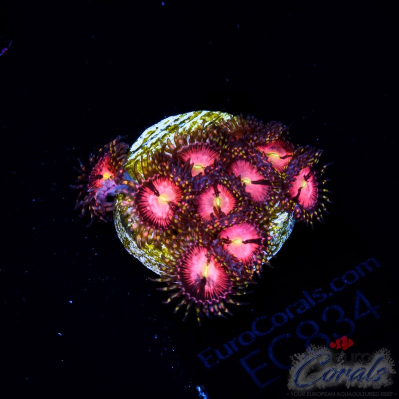 EC Playboy Bunny Zoa