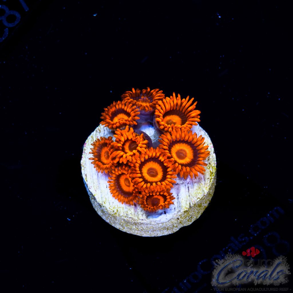 EC Orange Oxides Zoa