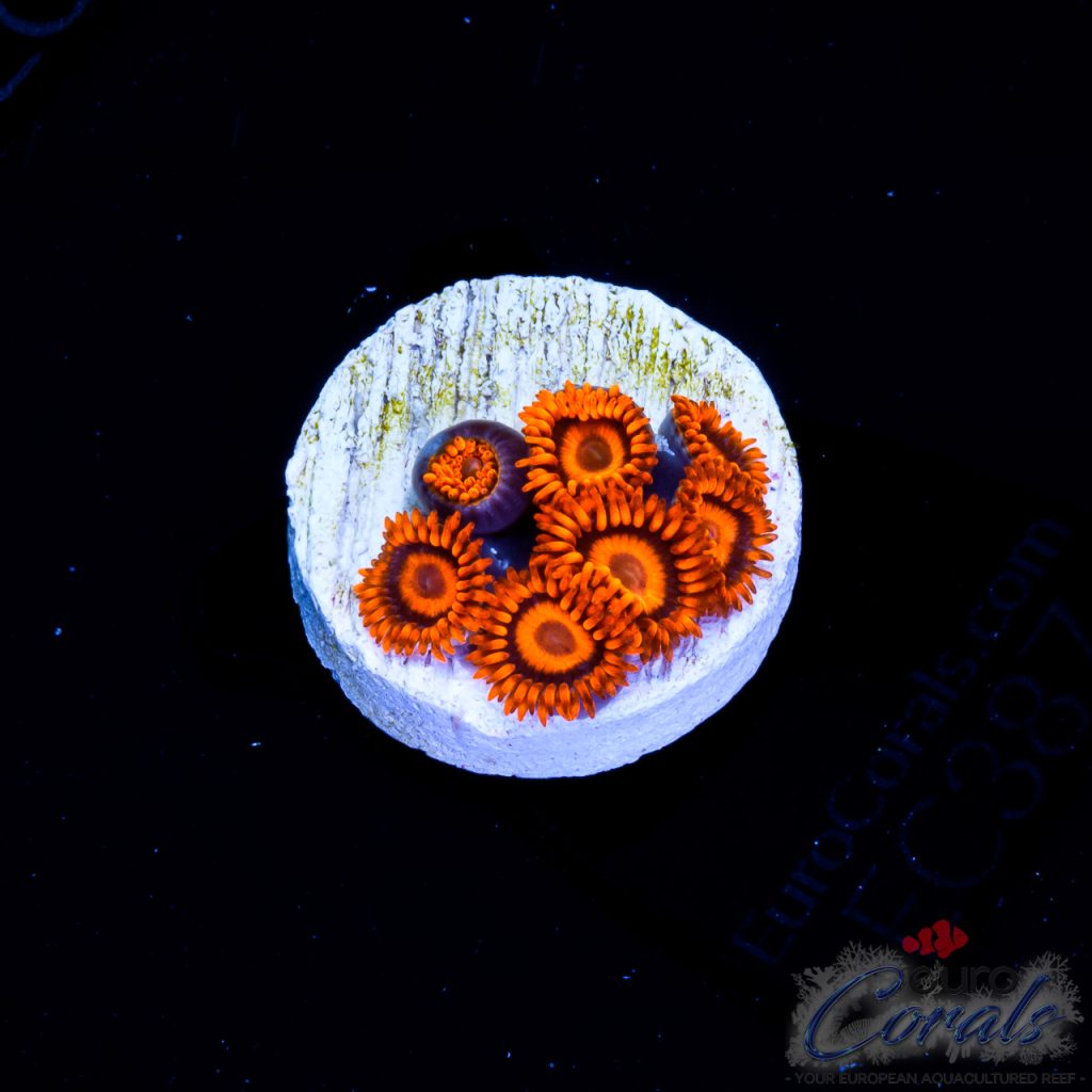EC Orange Oxides Zoa
