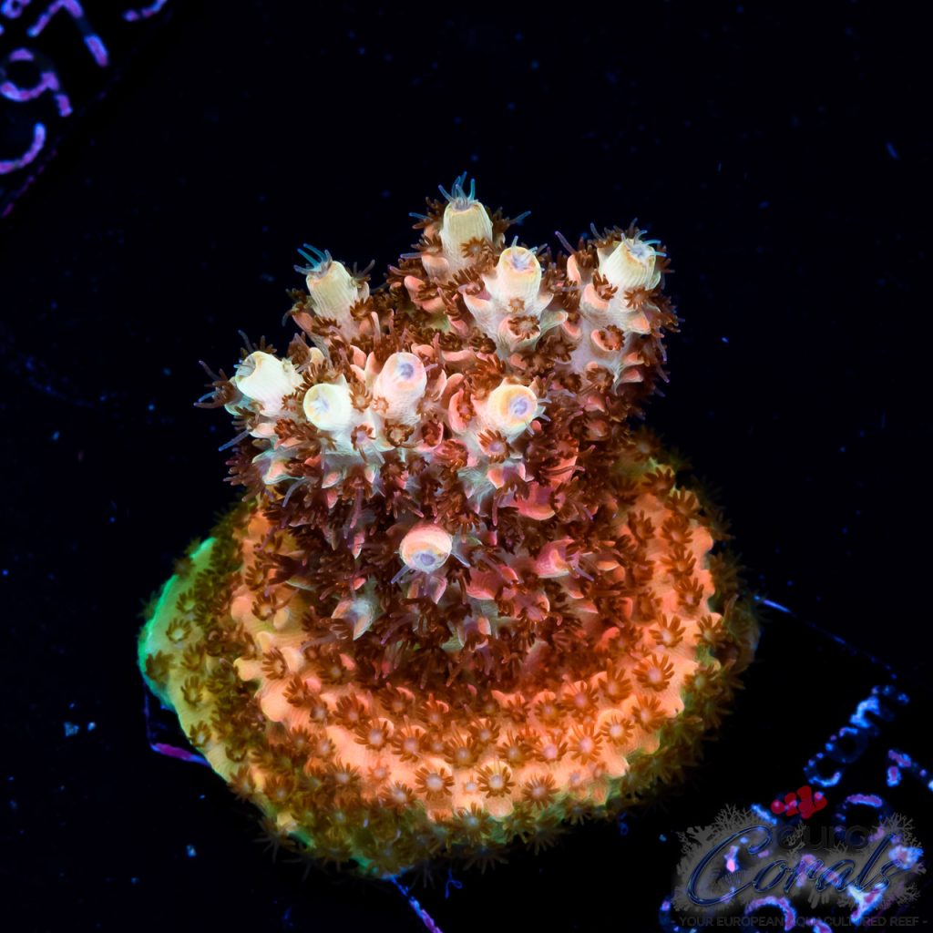 EC Ragnarok Orange Table Acro