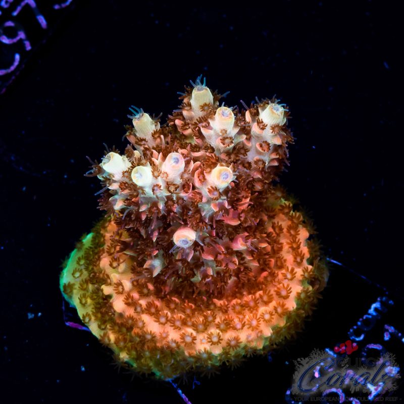 EC Ragnarok Orange Table Acro