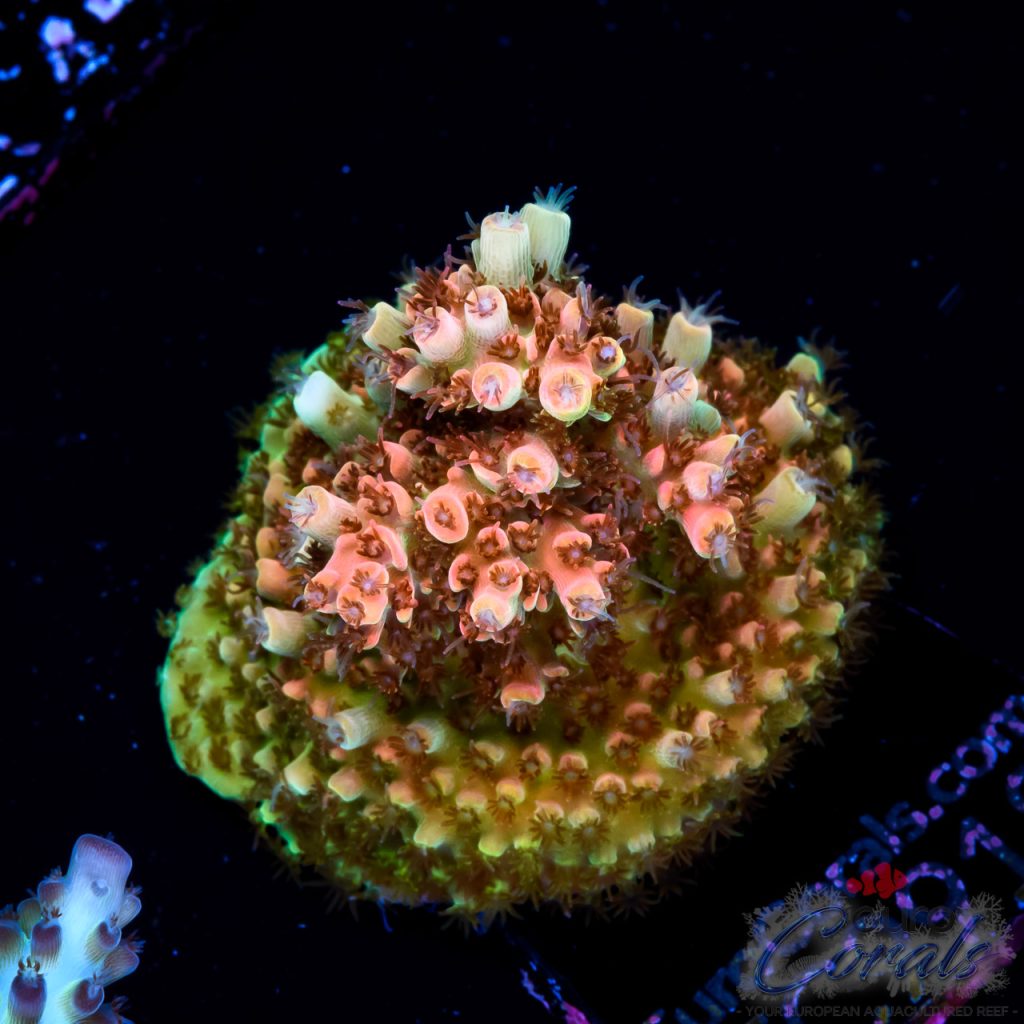 EC Ragnarok Orange Table Acro