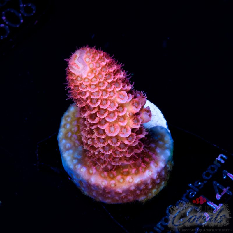 EC Cotton Candy Acro