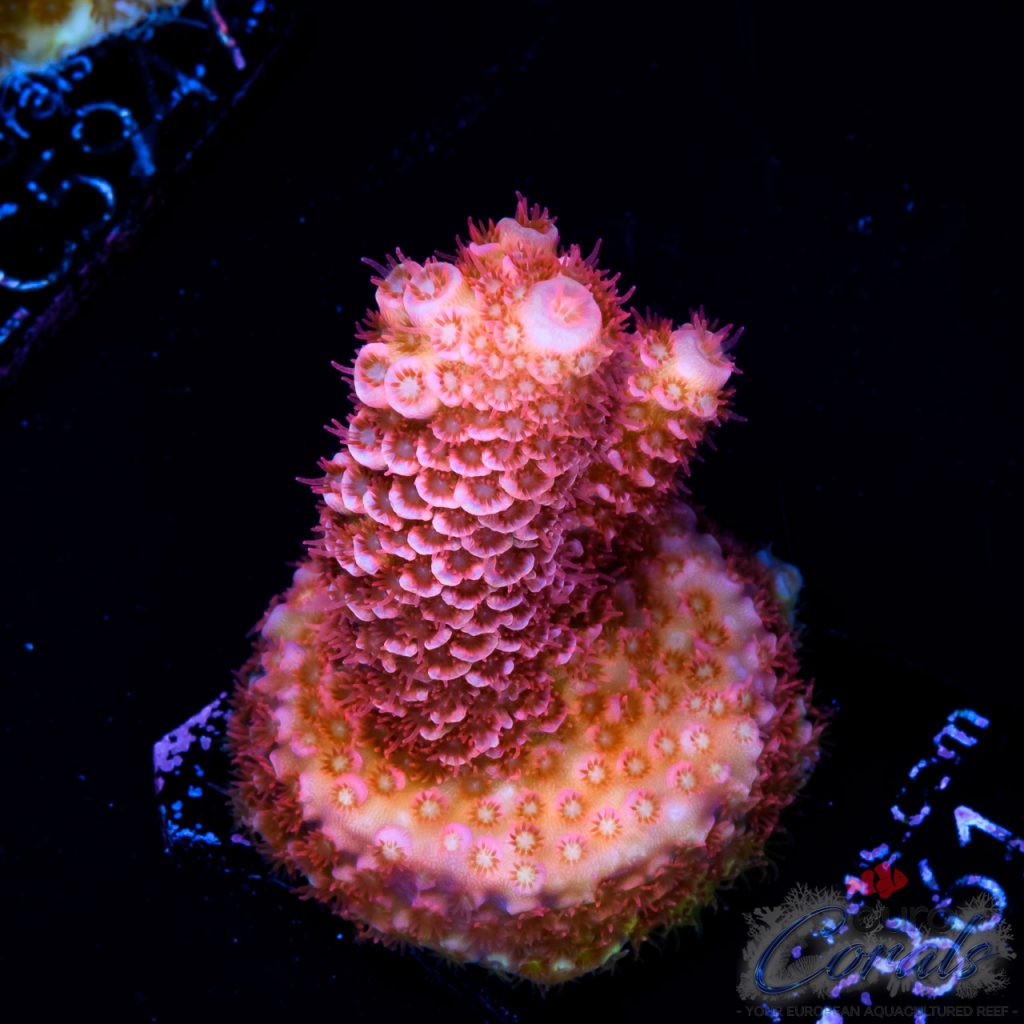 EC Cotton Candy Acro