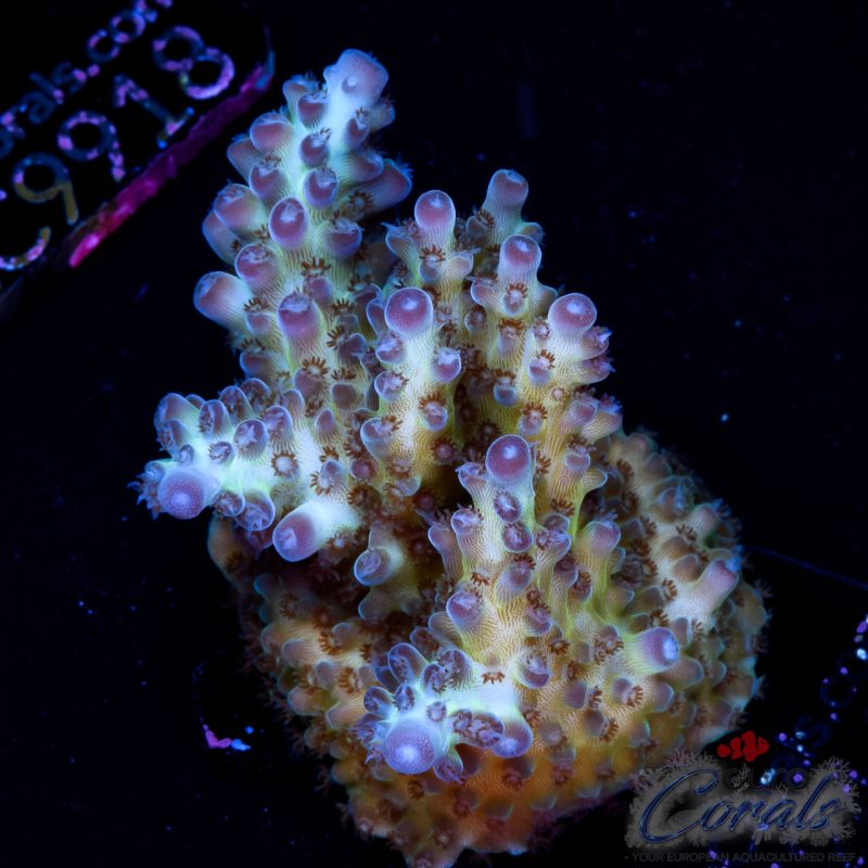 EC Rainbow Indigo Velvet Acro