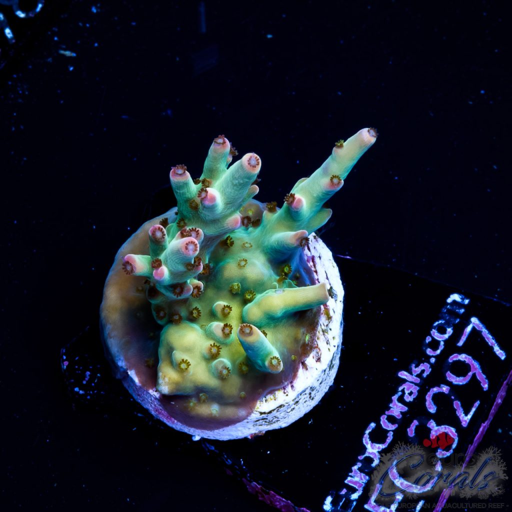 EC Rainbow Joker Acro RED/GOLDEN POLYPS