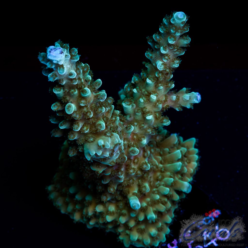 EC Blue Tipped Stag Acro