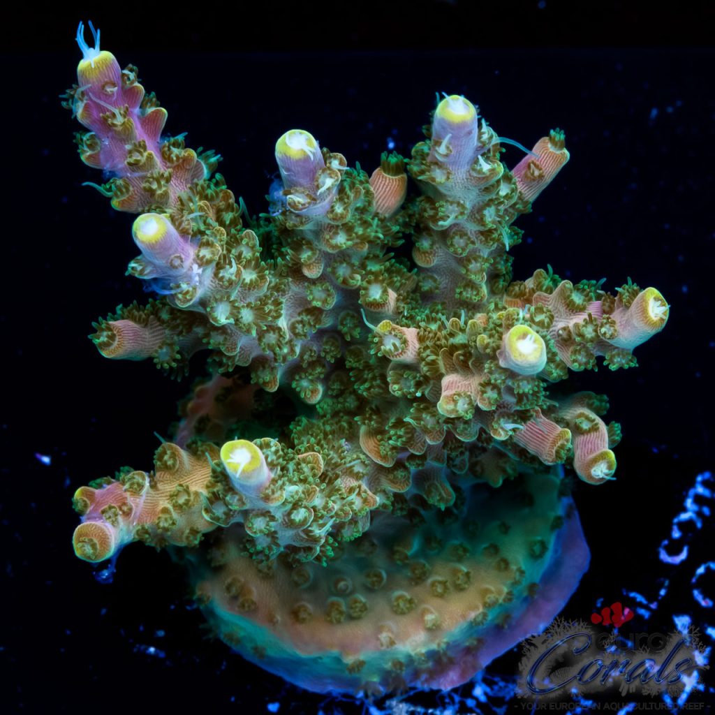 EC Bubble Bath Unicorn Acro