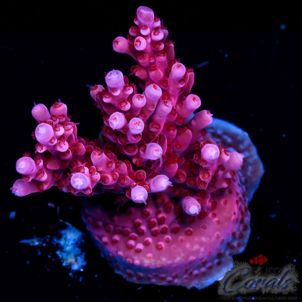 EC Adam Bomb Super Red Acro