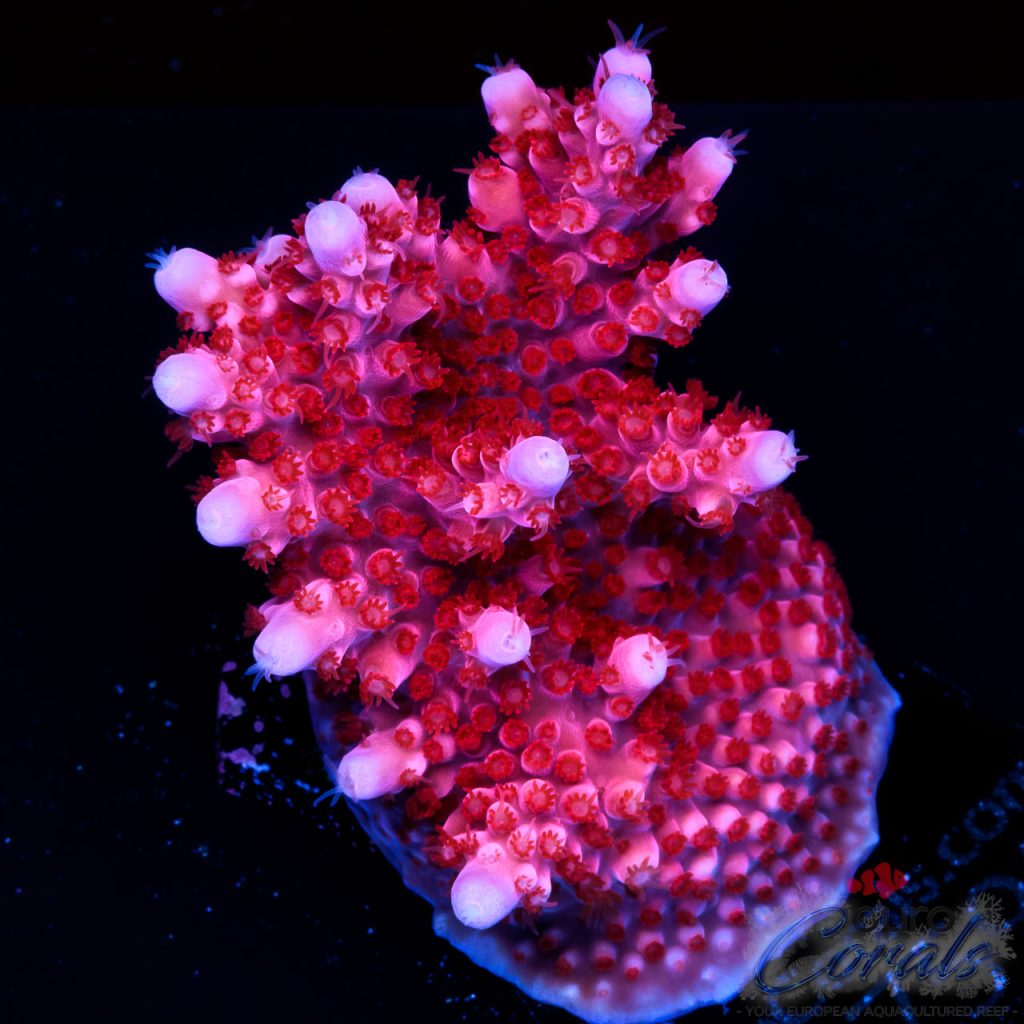 EC Adam Bomb Super Red Acro