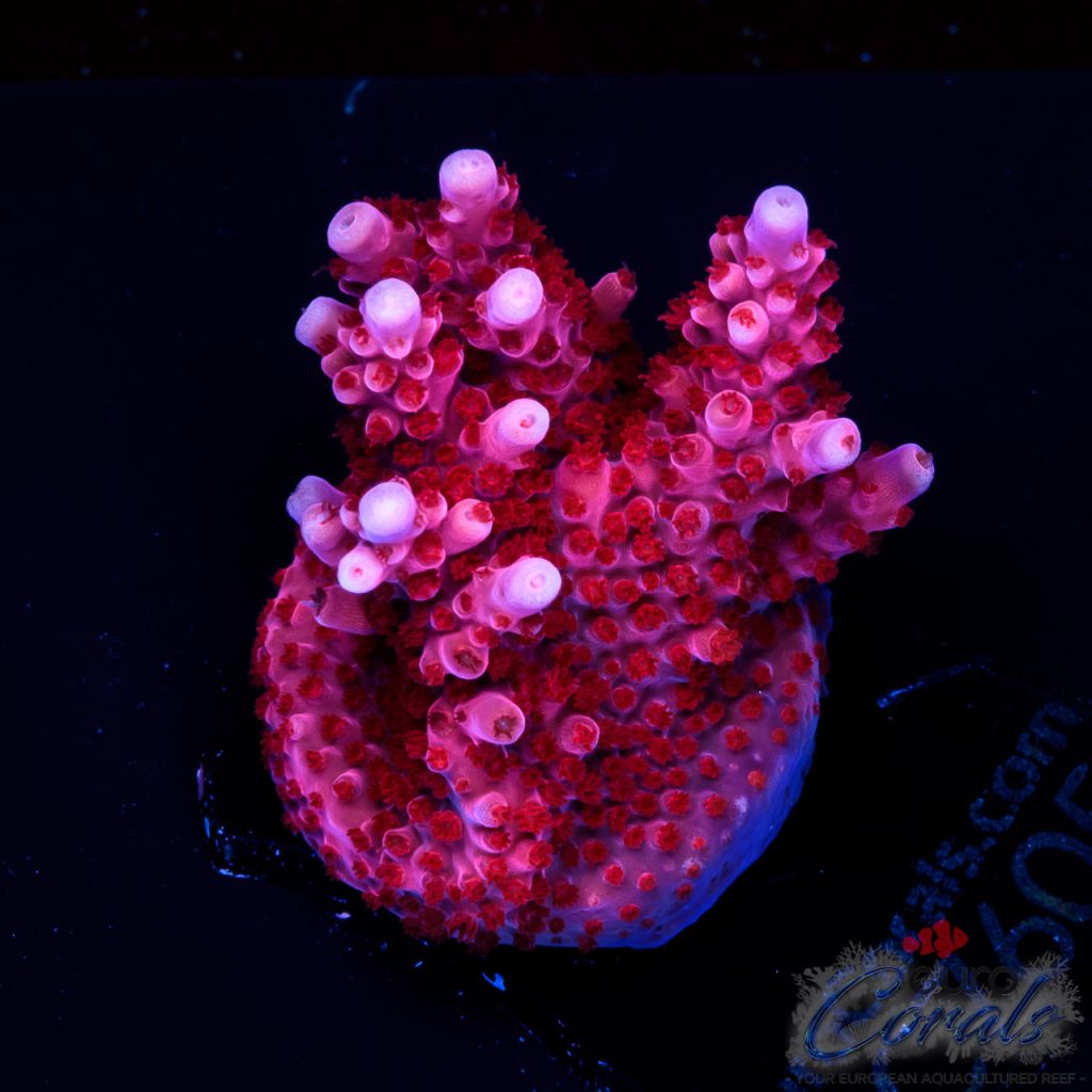 EC Adam Bomb Super Red Acro