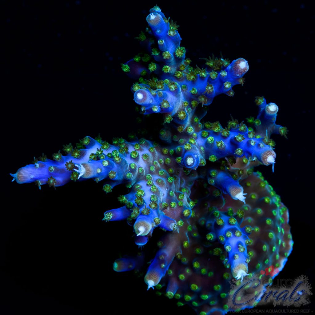 EC Intergalactic Acro