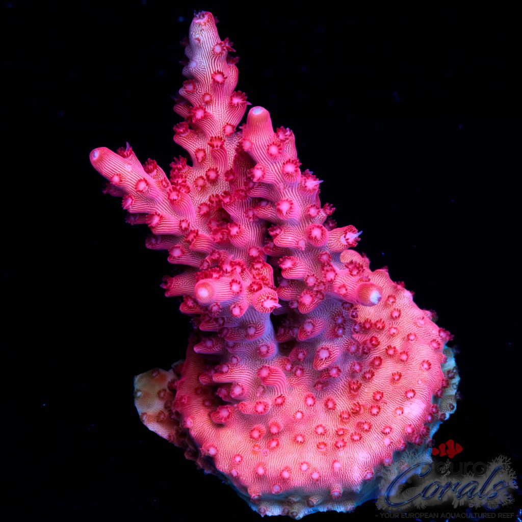 EC Red Diablo Acro