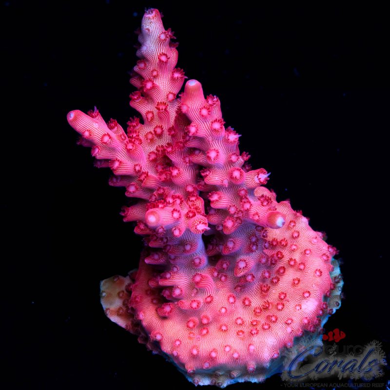EC Red Diablo Acro