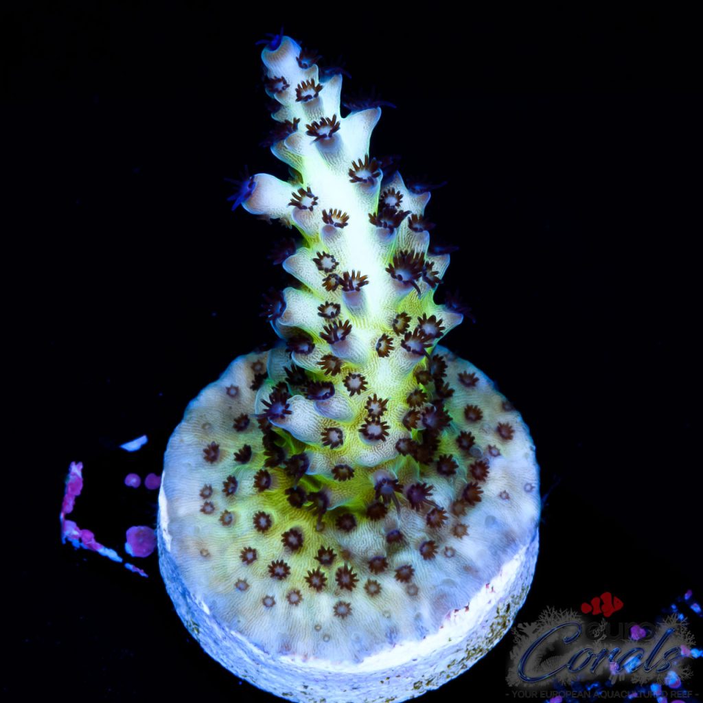EC Rainbow PearlBerry Acro