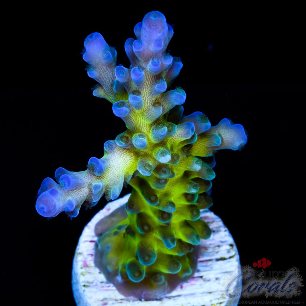EC Electric Miyagi Tort Acro