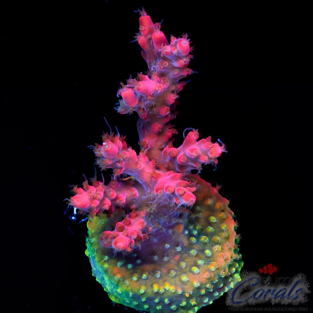 EC Rainbow Fairyland Acro NEW
