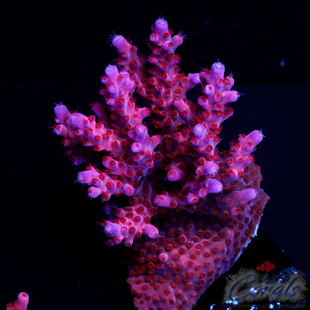 EC Purple/Red Polyp Acro XL
