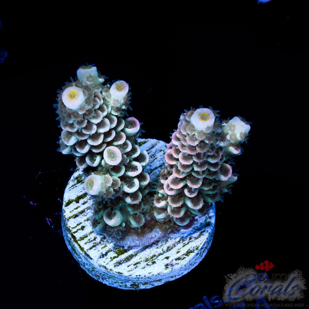 EC Bioreef Wonderboy Tenuis NEW