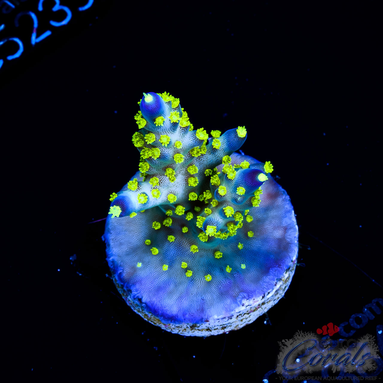 EC Blueberry Fields Acro Euro Corals