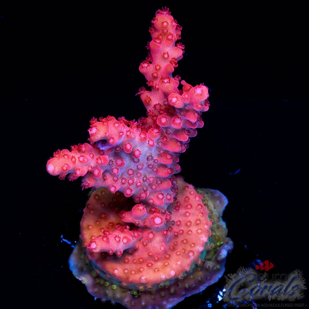 EC Red Satan Horns Acro