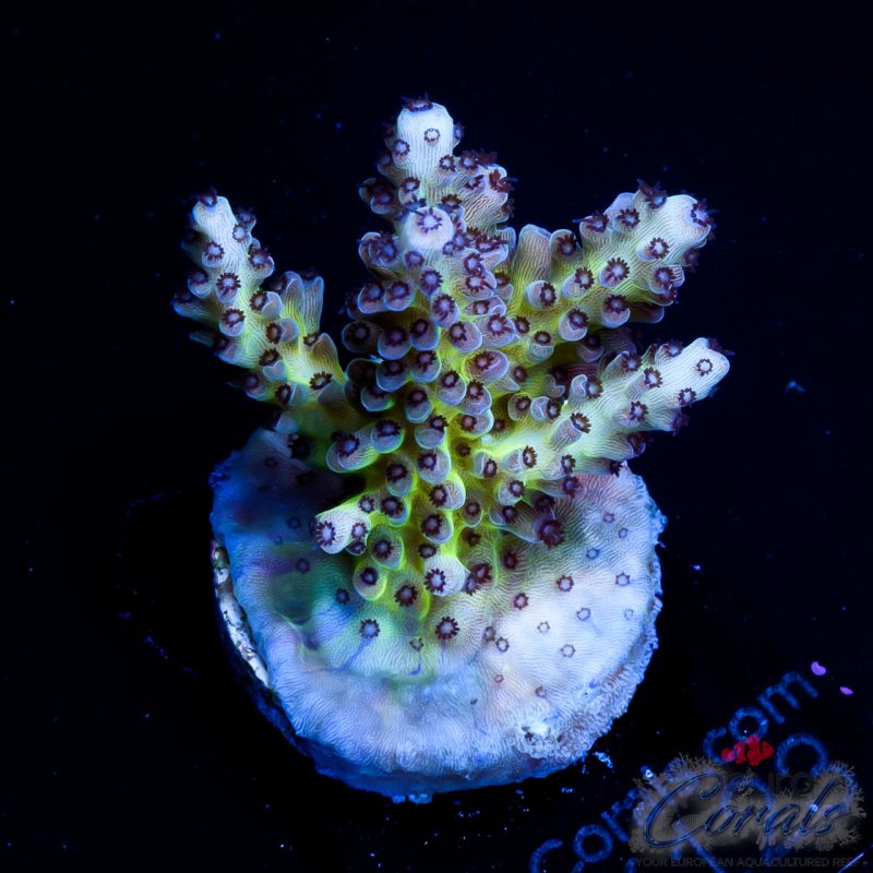 EC Rainbow PearlBerry Acro